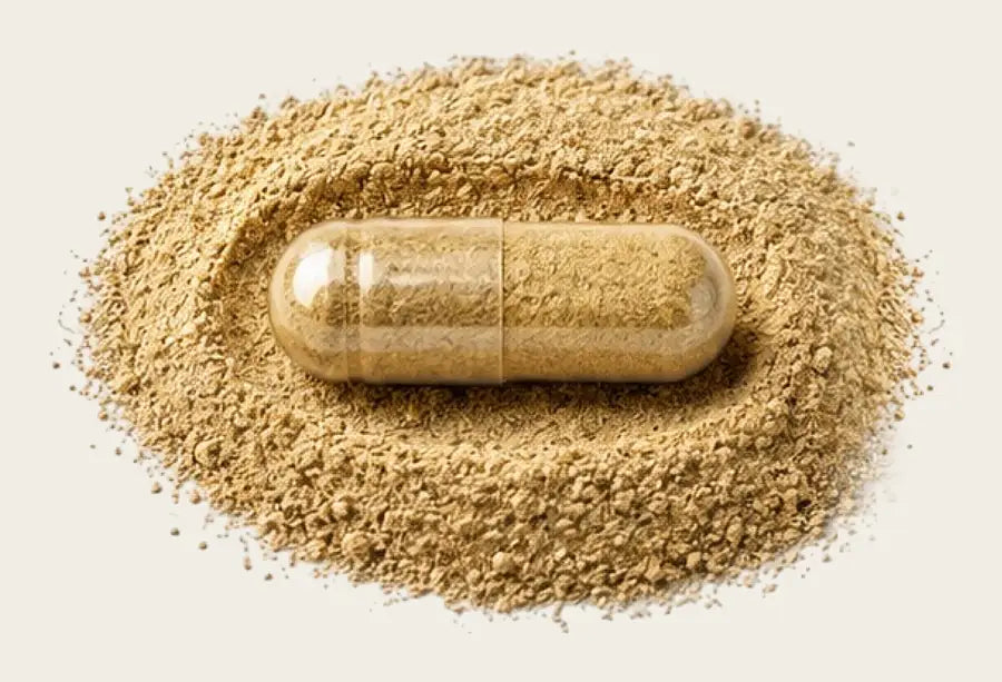 One BLOOHAIR MEN capsule in the powder of its ingredients — four capsules a day carry all 22 at printed amounts